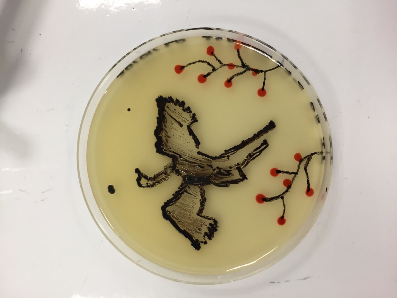 Vol de grue cendrée